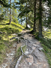 Waldweg im Sommer mit gut sichtbarem Wurzelwerk 