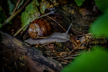 snail on a leaf