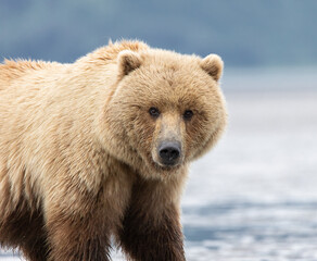 Close up of Alaskan Coastal Brown Bear