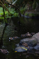 Wonderful duck is staying on a rock in the middle of a lake. Some beautiful ducks are playing together and have fun. Young duck are learning to swim.