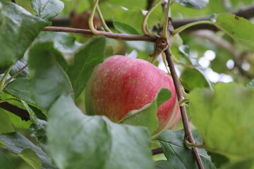 Apple on Tree