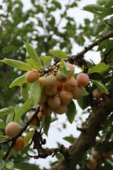 Mirabelle Plums on a Branch