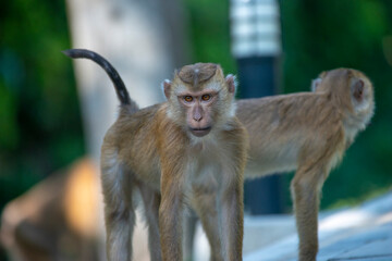 Macaques in the wild outside of Phuket Town, Thailand