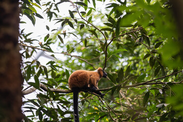 Amazing monkey are looking to get some food and playing in the forest. The apes are so beautiful and climbing in the green trees and have some fun.