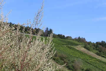 Heath in front of Vineyards