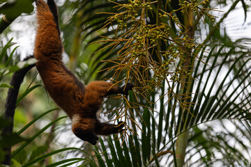 Fototapeta premium Amazing monkey are looking to get some food and playing in the forest. The apes are so beautiful and climbing in the green trees and have some fun.