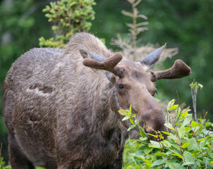 Moose near Anchorage Alaska