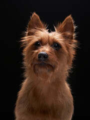 happy red dog, portrait close-up. australian terrier on black background