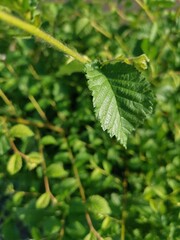 green linden tree with fruits in summer