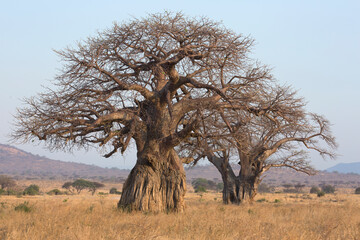 Baobab tree, Adansonia is a genus made up of eight species of medium to large deciduous trees known as baobabs - obrazy, fototapety, plakaty
