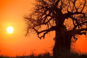 Foto op Plexiglas Baobab tree, Adansonia is a genus made up of eight species of medium to large deciduous trees known as baobabs © Pedro Bigeriego