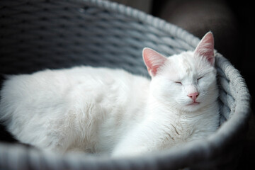 Fototapeta na wymiar Close up portrait of a white sleeping cat - very cozy 