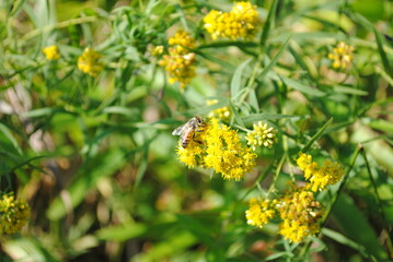 Honey bee pollinating bright yellow ragweed flowers.
