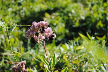 Eutrochium maculatum, or spotted Joe Pye weed being pollinated by a large fuzzy bumble bee.