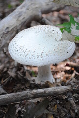 White mushroom with long stem and perfectly round cap with slightly raised darker bumps sprouting up through dead leaves on a northeastern American temperate forest floor in early autumn