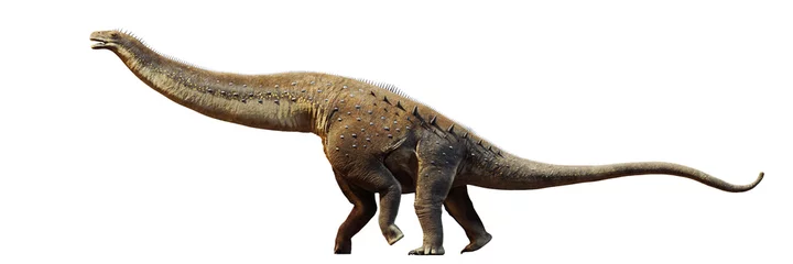 Gordijnen Alamosaurus, dinosaur from the Late Cretaceous period isolated on white background © dottedyeti
