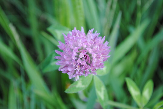 Trifolium pratense L., or red clover. Close up shot of beautiful edible purple flower.