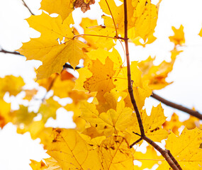 Fototapeta na wymiar Autumn Fall colorful yellow maple tree leaves close up