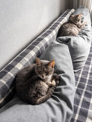 Two fluffy cats sit on the sofa 