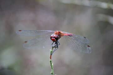 A dragonfly sitting on a twig against a gray background