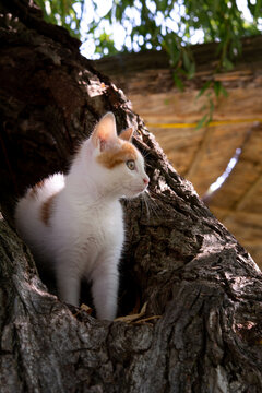 A beautiful red-haired cat with white color sits in a willow trunk. Kitten portrait, vertical format kitten photos, cute fluffy kitten.