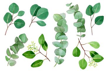 large watercolor set of eucalyptus leaves. green eucalyptus leaves and branches isolated on white background. watercolor collection