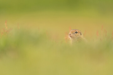 squirrel
