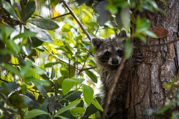 Cute racoon in a tree looking into the camera