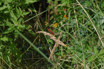 Selective focus shot of a dragonfly on a plant
