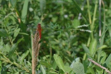 Selective focus shot of a dragonfly on a plant