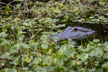 Alligator in the lillypads