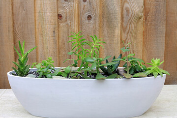 succulent plants in a pot against a wooden panel fence