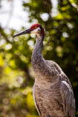 sandhill crane with a head wound