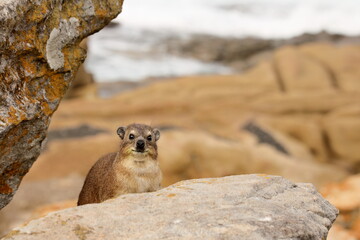 Close-up of one Cape Dassie (Procavia capensis ssp. Capensis) looking forward on rocks, South Africa