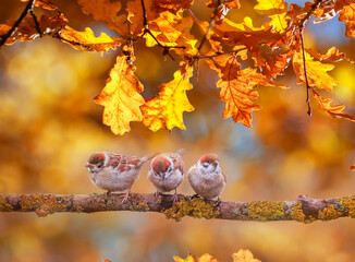 funny birds sparrows are sitting in the autumn park under the golden foliage of an oak tree