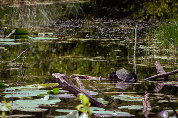 turtle hanging out on a stump in the marsh.