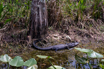alligator on the bank resting next to a tree