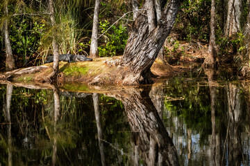 alligator relaxing under a tree