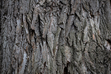 Tree bark. Bark texture. The trunk is wood. Tree bark background