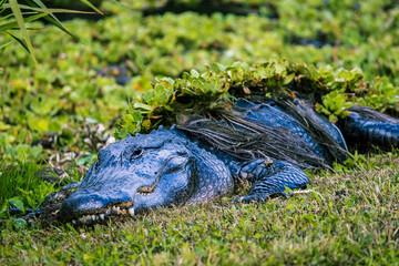 alligator covered in lilly pads