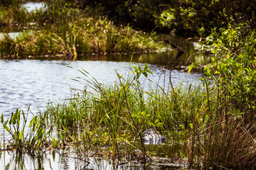 florida gator in the marsh