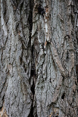 Tree bark. Bark texture. The trunk is wood. Tree bark background