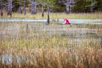 rosette spoonbill flying in the florida wetlands