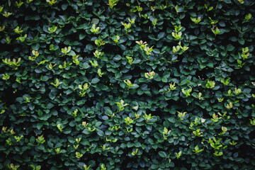 Foliage background. A wall of leaves. Nature. Plants.