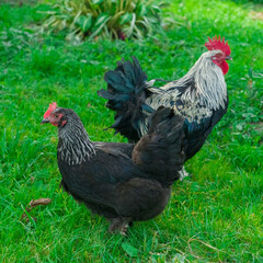 black hen and rooster on green grass