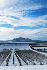 Fototapeta premium Winter vineyards under Palava near Sonberk, South Moravia, Czech Republic