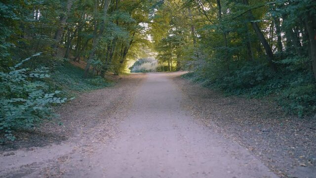 a way in the forest with trees on both sides of the road in september