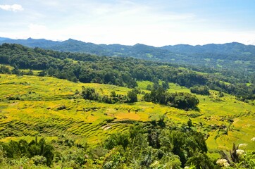 indonesia rice field, food of cereal grain corn bran wheat oats foodgrain. With landscape and rice terrace