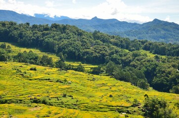 indonesia rice field, food of cereal grain corn bran wheat oats foodgrain. With landscape and rice terrace