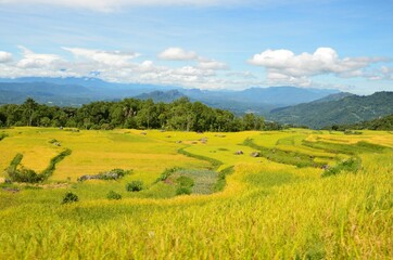 Fototapeta premium indonesia rice field, food of cereal grain corn bran wheat oats foodgrain. With landscape and rice terrace